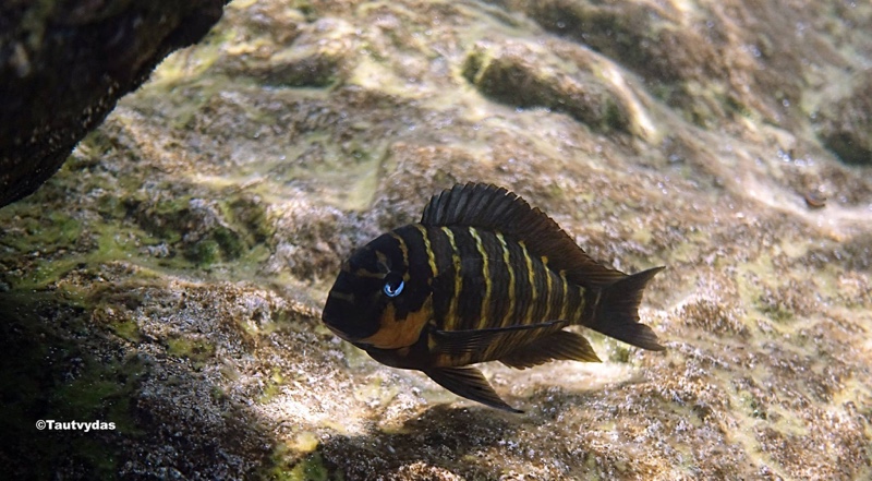 Tropheus sp. 'mpimbwe' Katondo Point